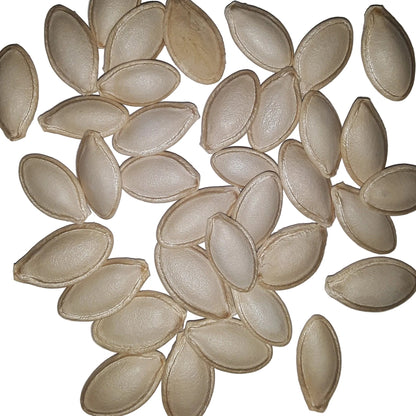 Cash Flow Hybrid Zucchini Summer Squash Seeds