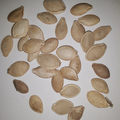 Summer Squash Variety Mix Seeds