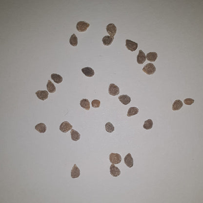 Carolina Gold Hybrid Tomato Seeds