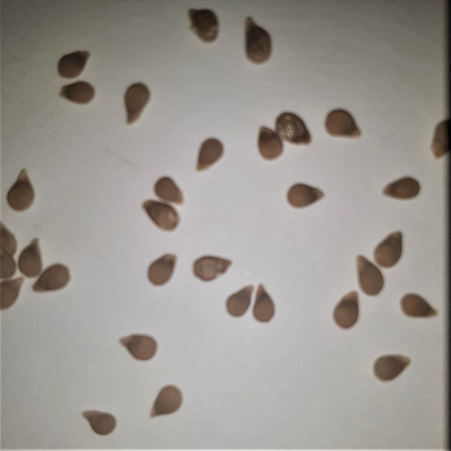 Riesenstrabe Heirloom Cherry Tomato Seeds