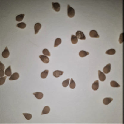 German Red Strawberry Heirloom Tomato Seeds