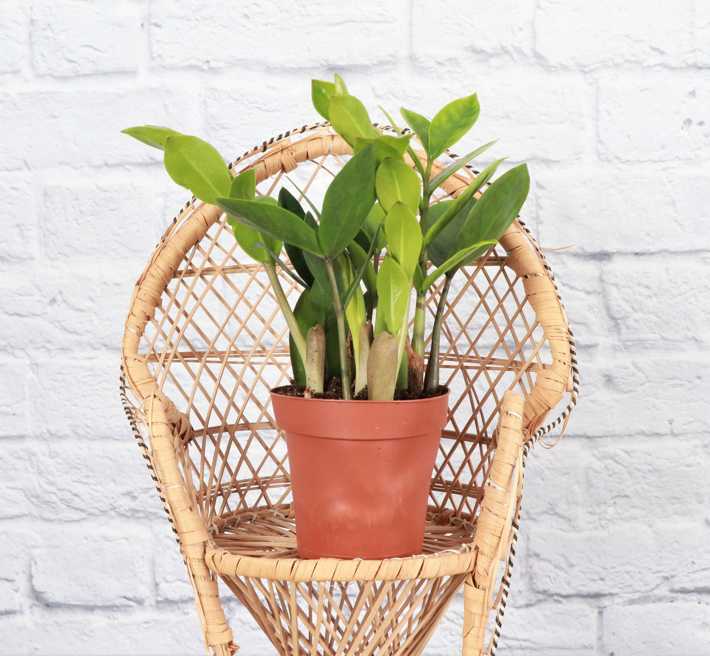 ZZ Plant - Live Plant:
