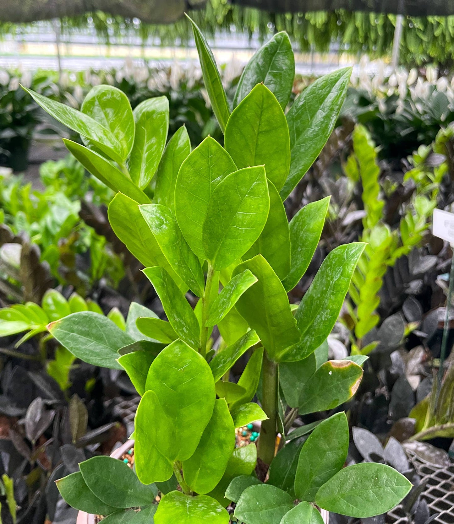 ZZ Plant - Live Plant: