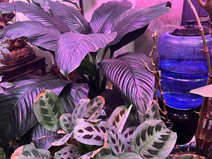 2-month Vacation Watering Kit - Midwest Grow LLC