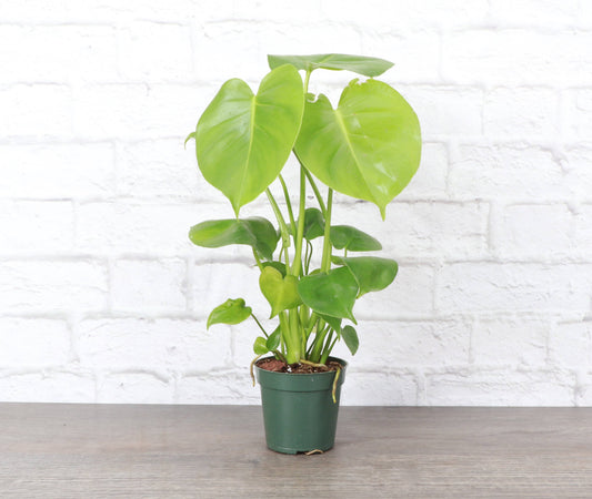 Monstera Deliciosa - Live Plant: