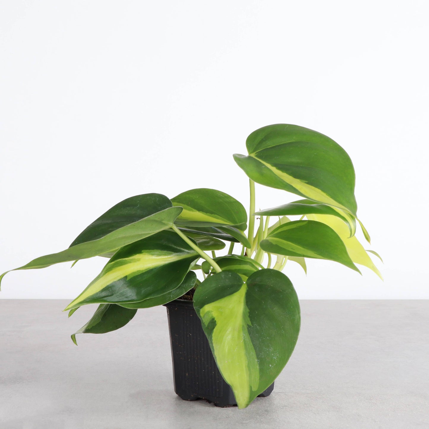 Brazil Philodendron - Live Plant