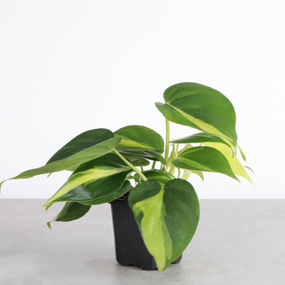 Brazil Philodendron - Live Plant