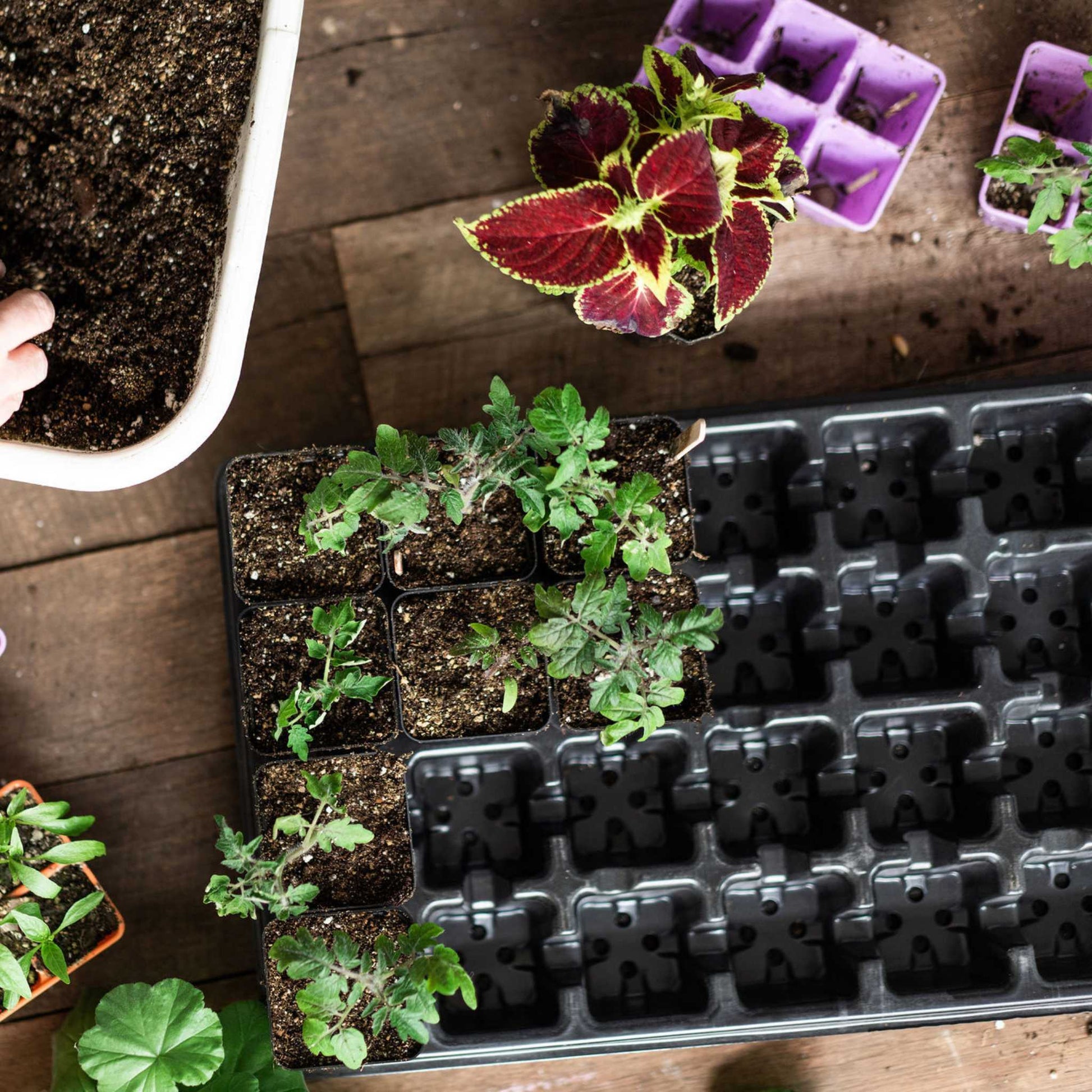 32-Cell Reusable Plant Starter Trays with Inserts - Midwest Grow LLC