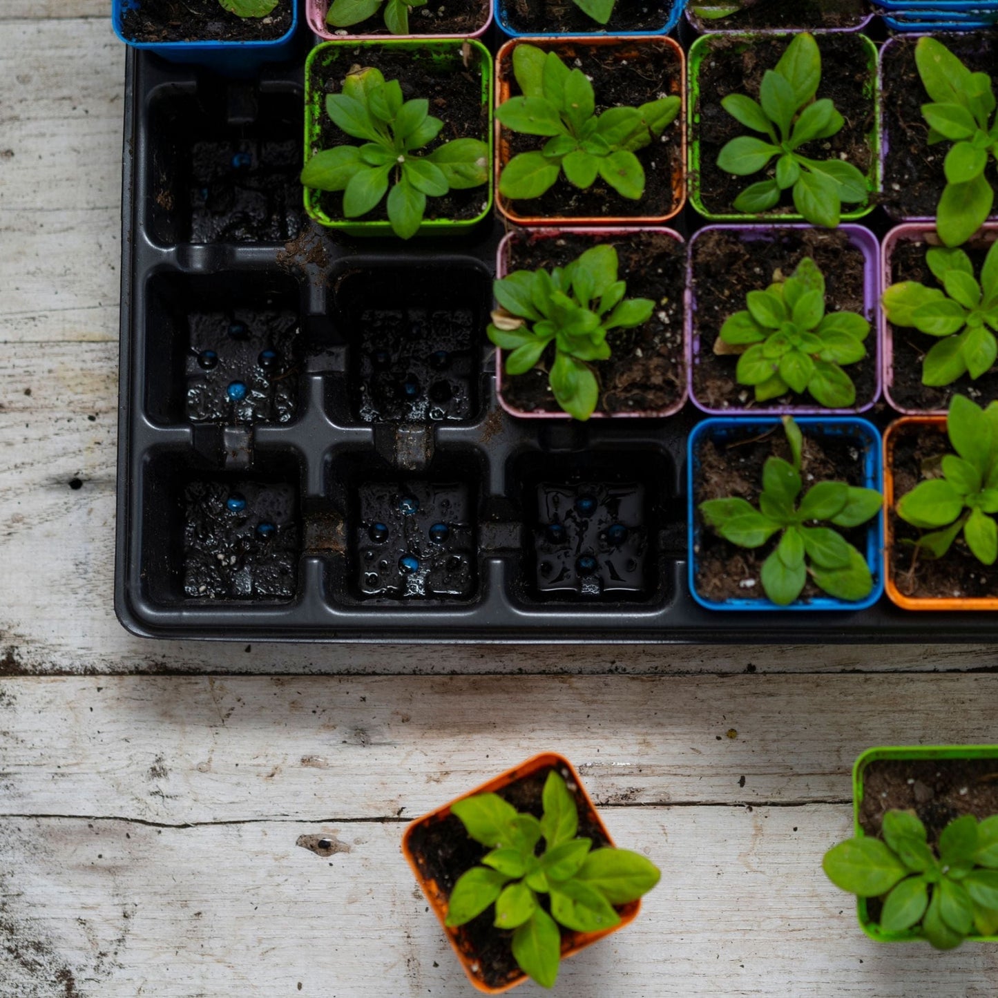 32-Cell Reusable Plant Starter Trays with Inserts - Midwest Grow LLC