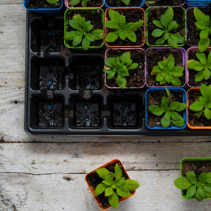 32-Cell Reusable Plant Starter Trays with Inserts - Midwest Grow LLC