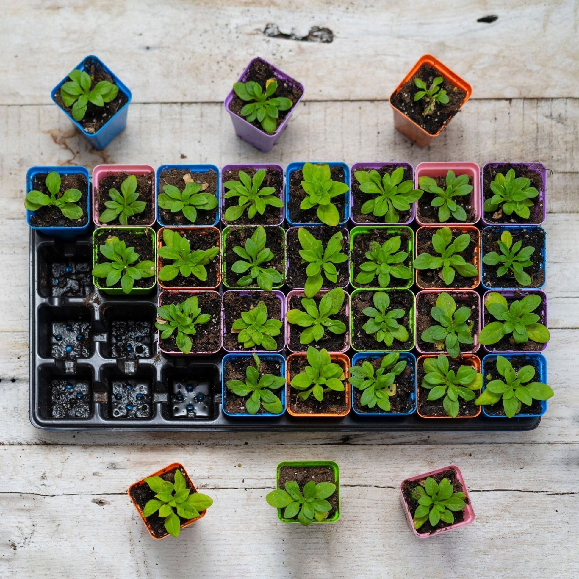 32-Cell Reusable Plant Starter Trays with Inserts - Midwest Grow LLC