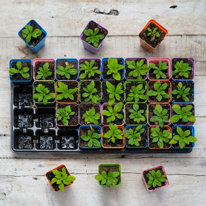 32-Cell Reusable Plant Starter Trays with Inserts - Midwest Grow LLC