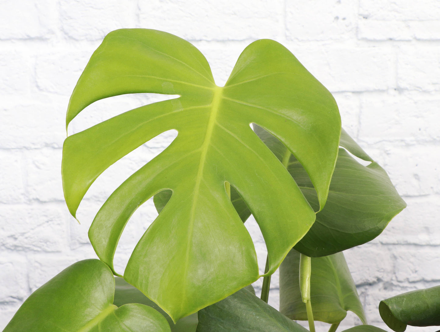 Monstera Deliciosa - Live Plant: