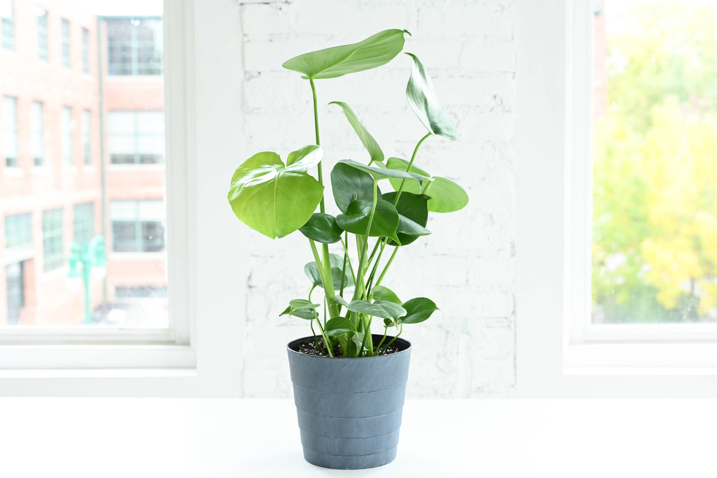 Monstera Deliciosa - Live Plant: