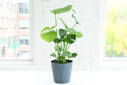 Monstera Deliciosa - Live Plant: