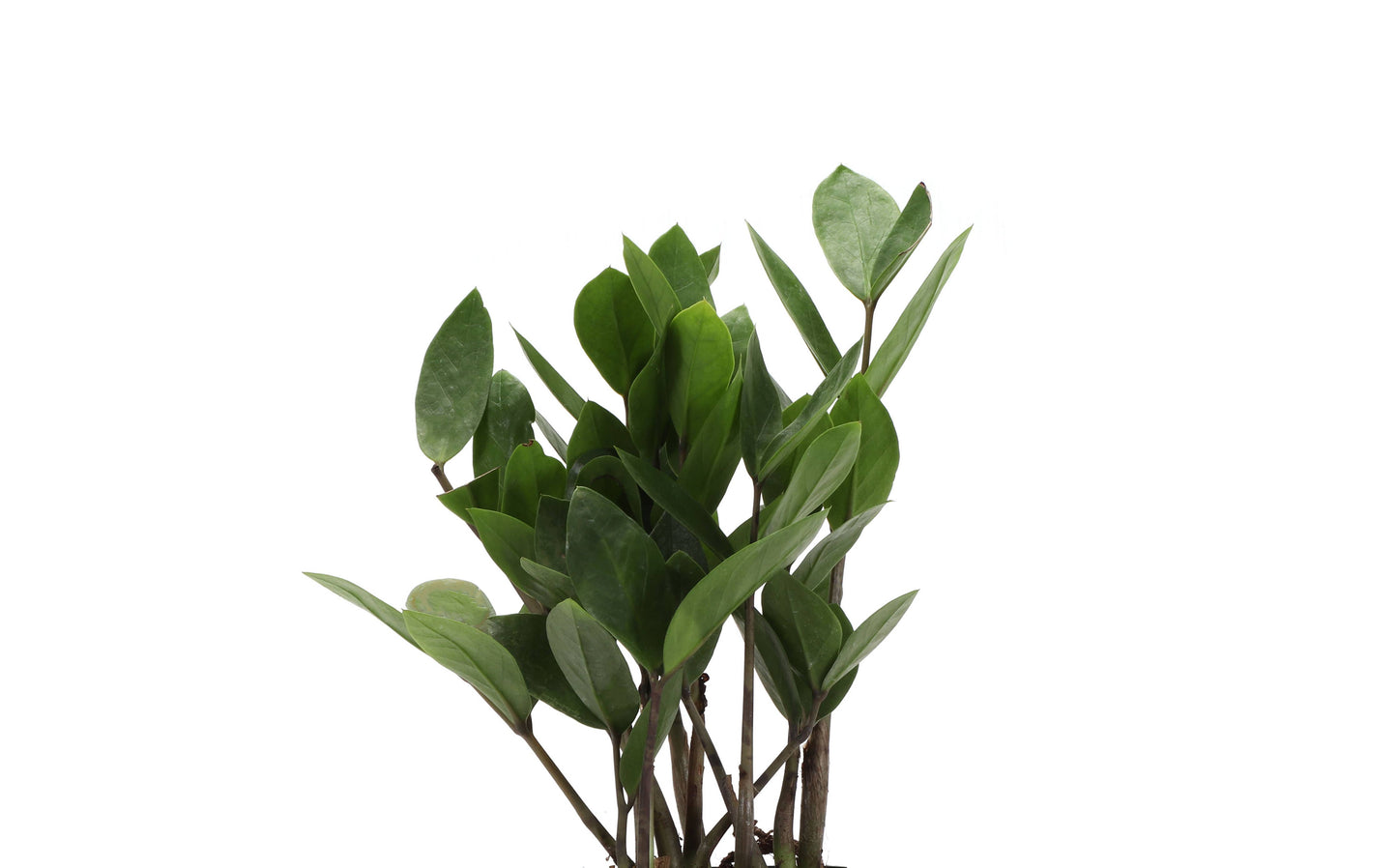 ZZ Plant - Live Plant:
