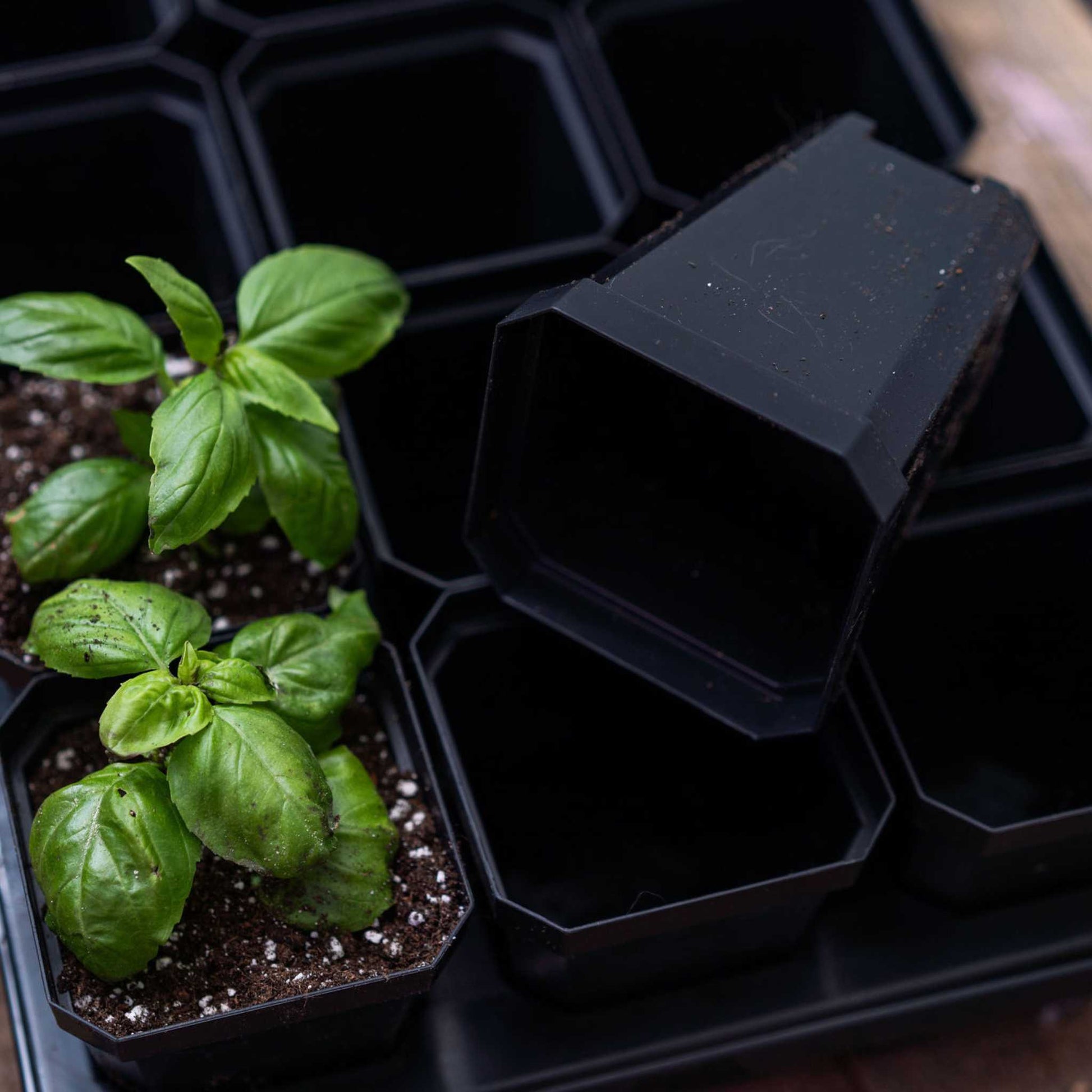 3.3" Heavy Duty Seed Starting Pots - Midwest Grow LLC