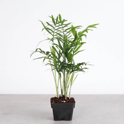 Neanthe Bella Palm, Parlor Palm