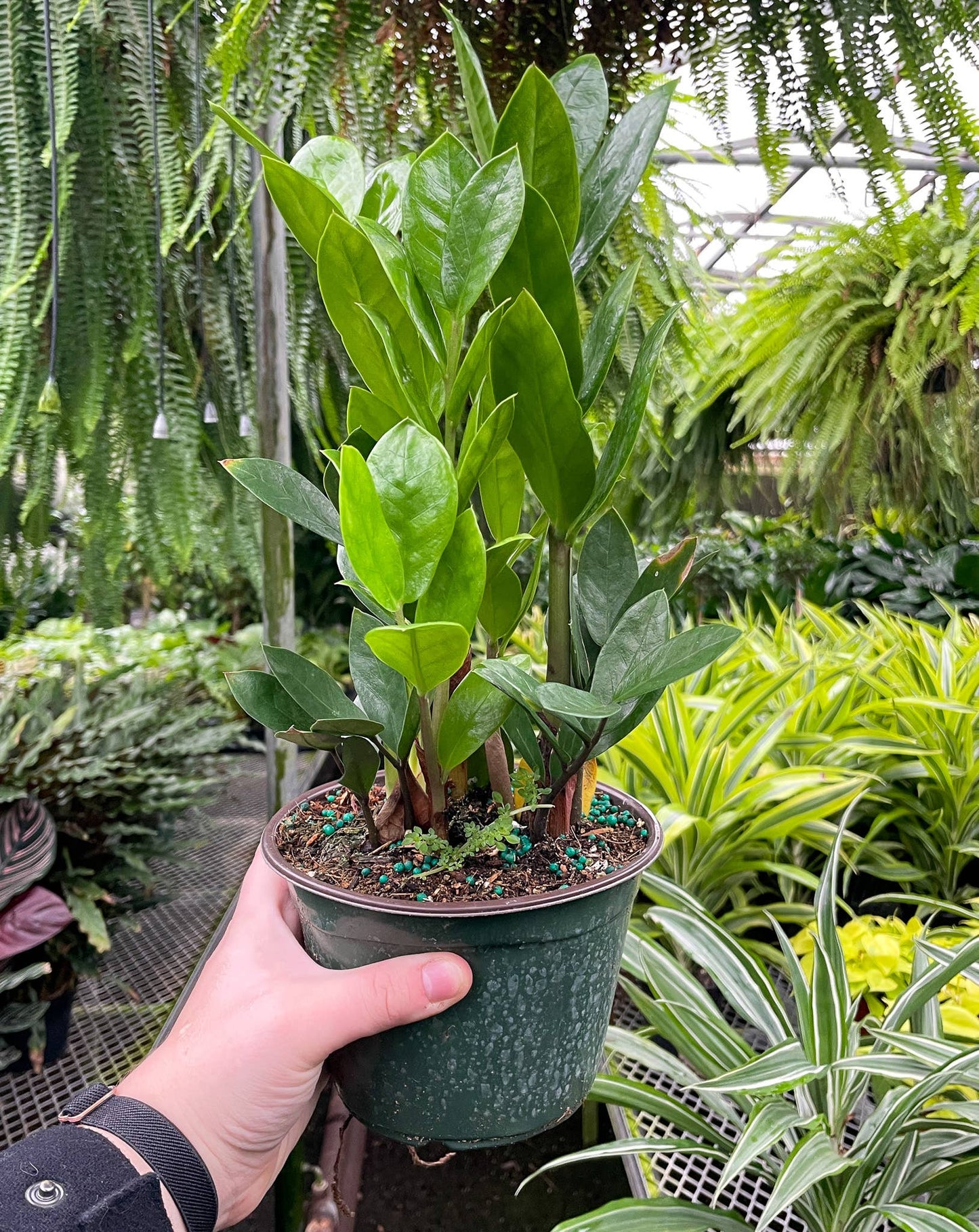 ZZ Plant - Live Plant: