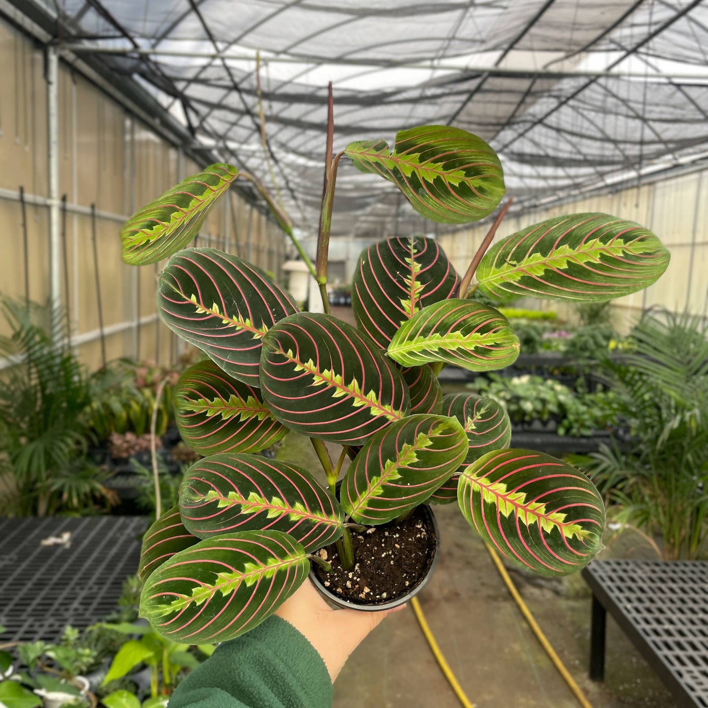 Red Prayer Plant - Live Plant: