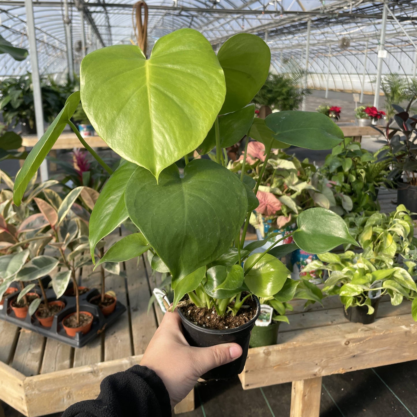 Monstera Deliciosa - Live Plant: