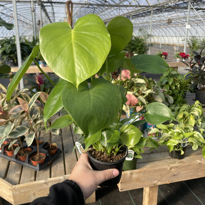 Monstera Deliciosa - Live Plant: