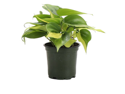 Brazil Philodendron - Live Plant