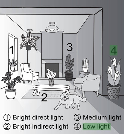 ZZ Plant - Live Plant: