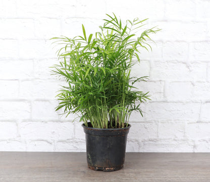 Neanthe Bella Palm, Parlor Palm