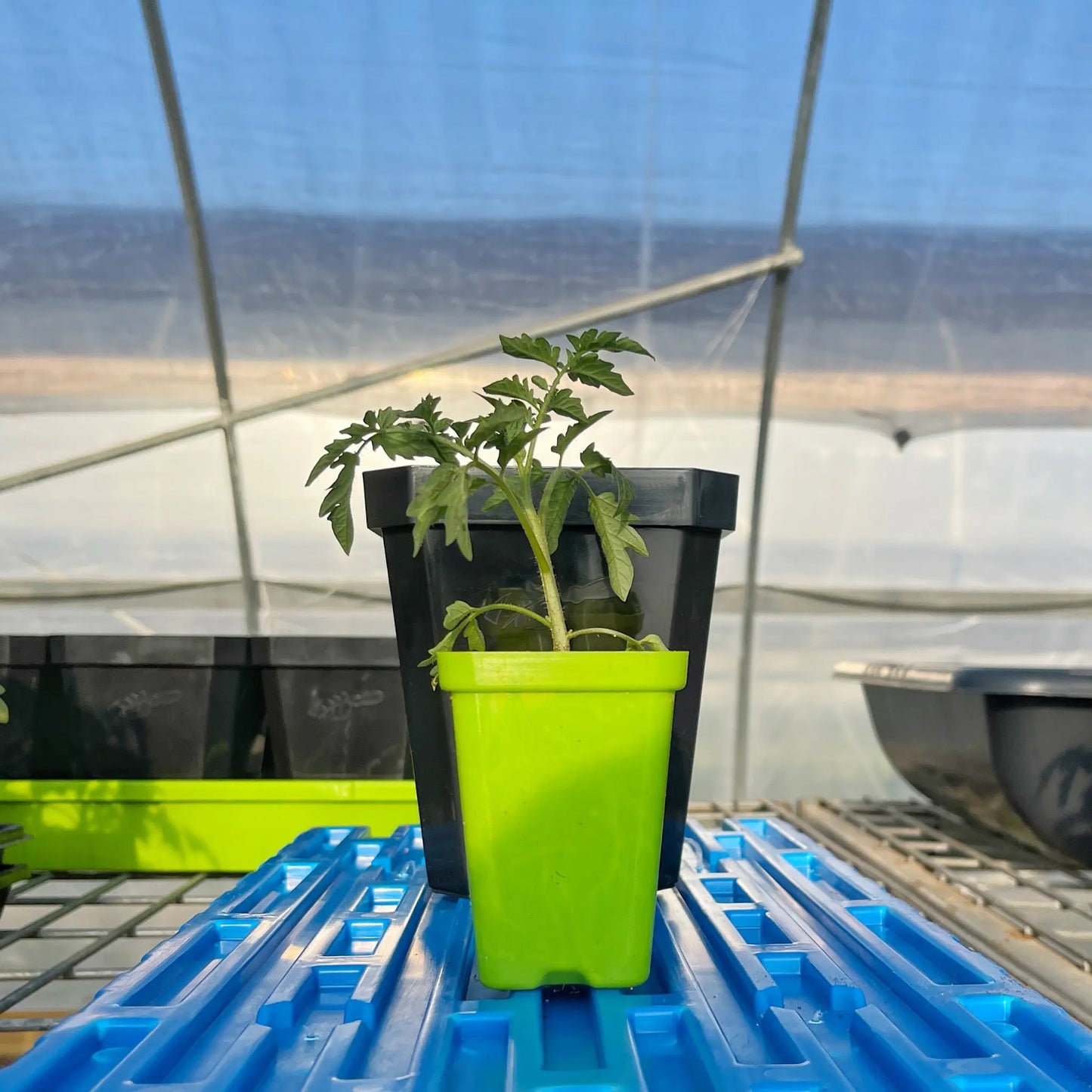 5" Nursery Pots with Insert Tray - Midwest Grow LLC
