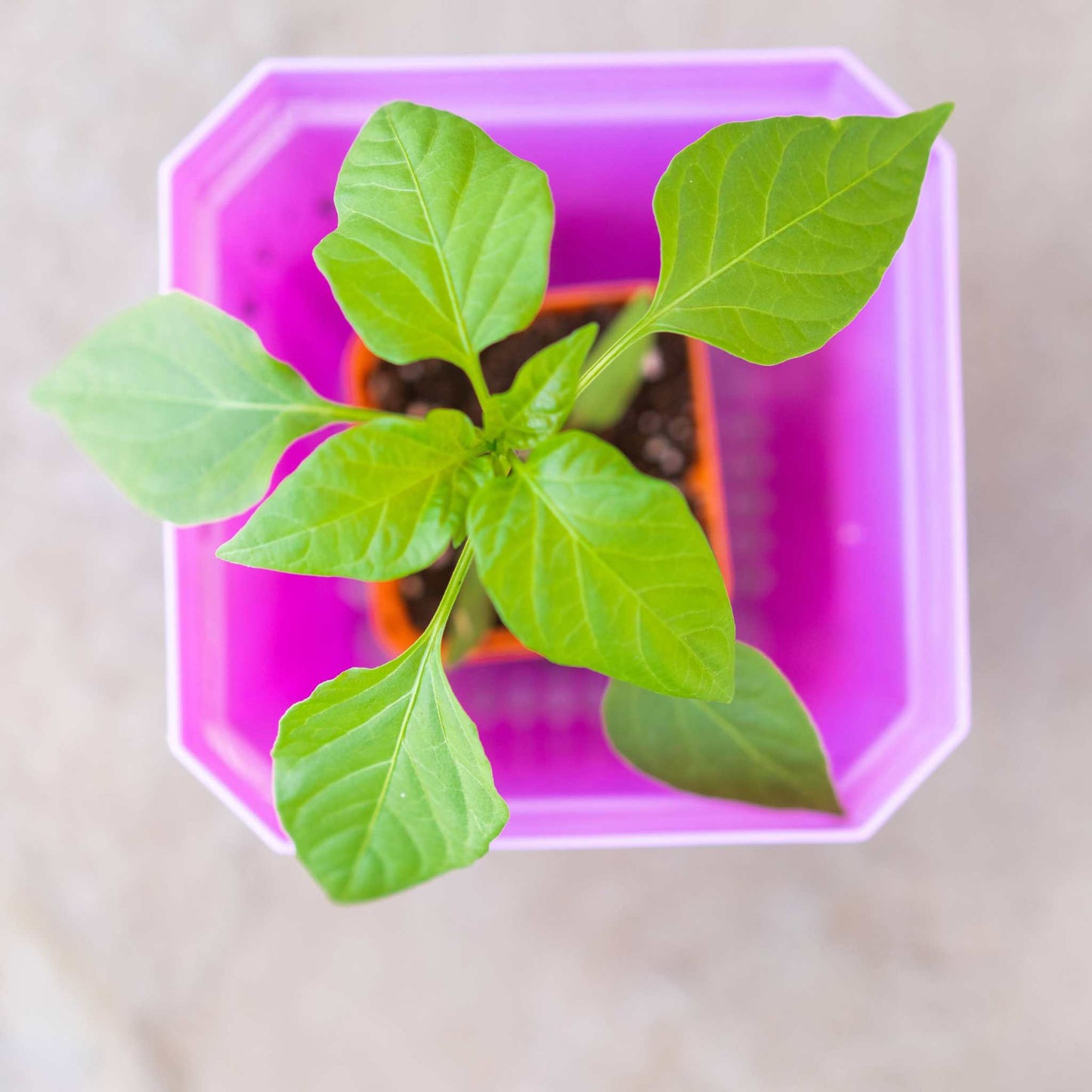 5" Nursery Pots with Insert Tray - Midwest Grow LLC