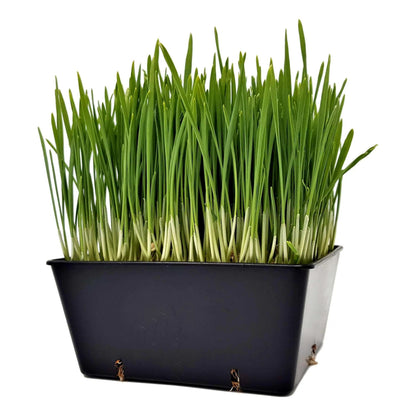 5x5 Deep Grow Tray Inserts - Midwest Grow LLC