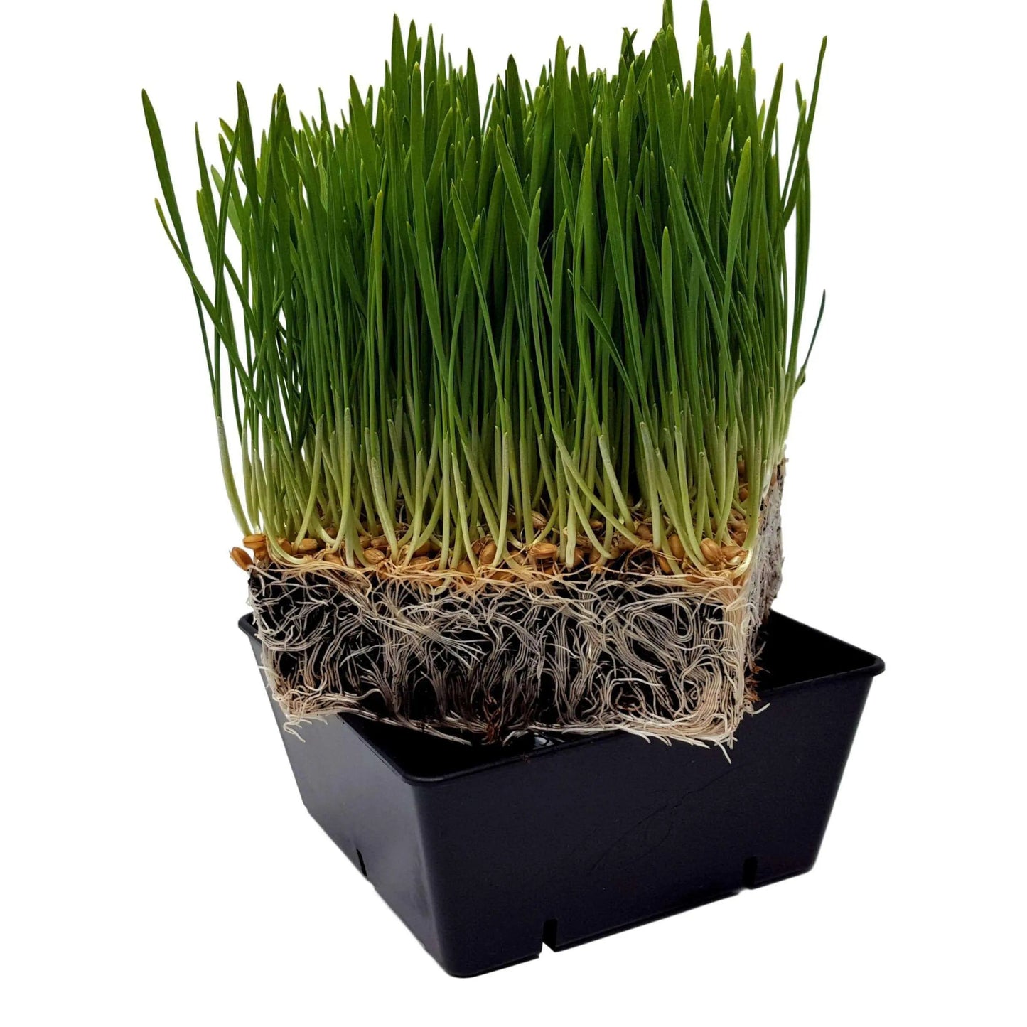 5x5 Deep Grow Tray Inserts - Midwest Grow LLC