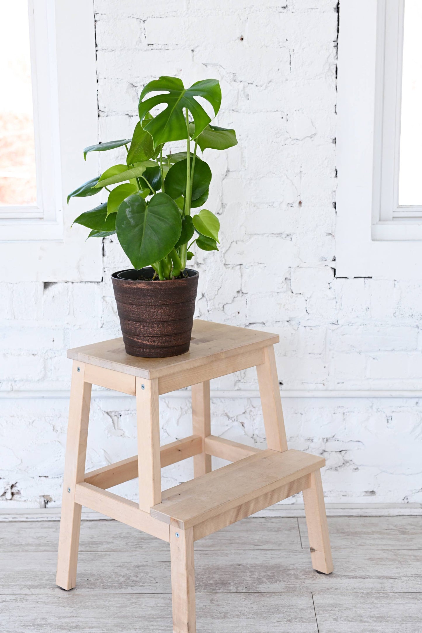 Monstera Deliciosa - Live Plant:
