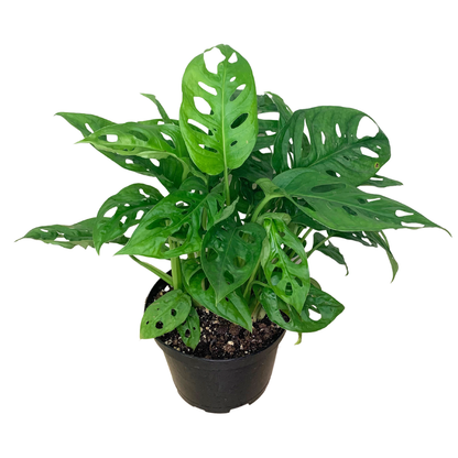 Swiss Cheese Plant (Monstera adansonii) – Live Houseplant: