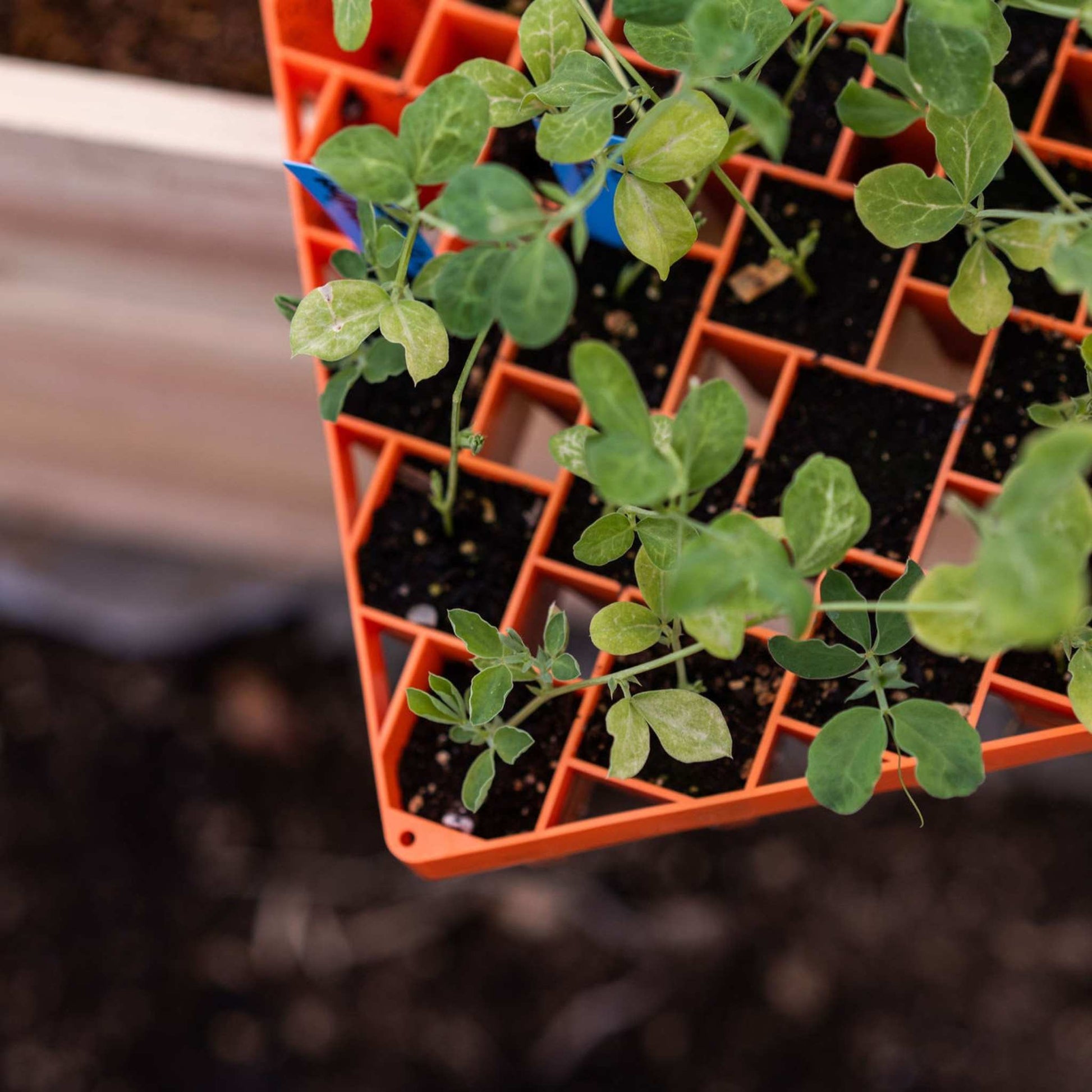 Air Prune Heavy Duty Propagation Tray - 72 Cell - Midwest Grow LLC