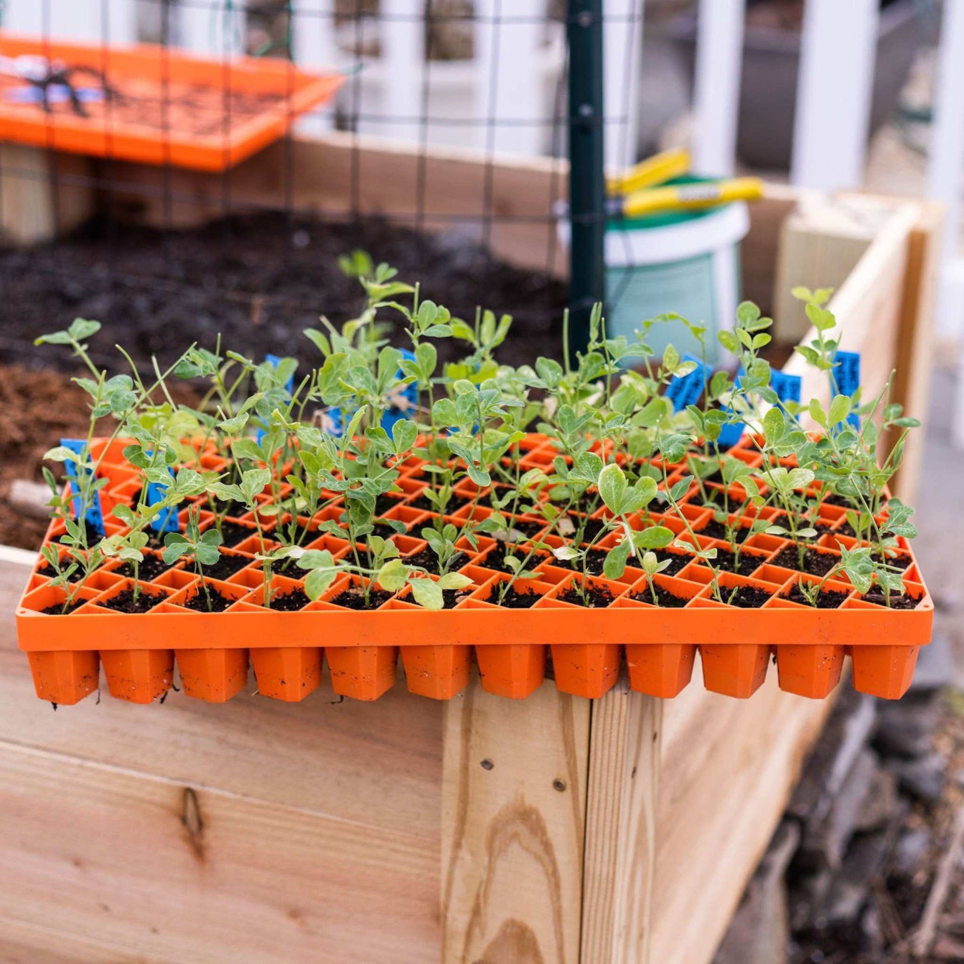 Air Prune Heavy Duty Propagation Tray - 72 Cell - Midwest Grow LLC