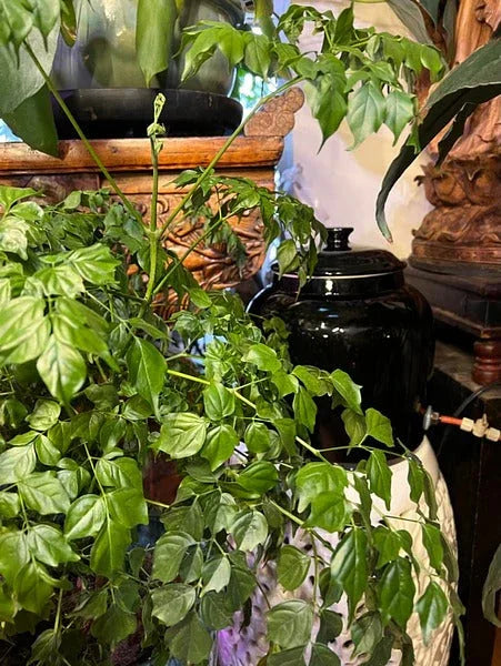 2-month Vacation Watering Kit - Midwest Grow LLC