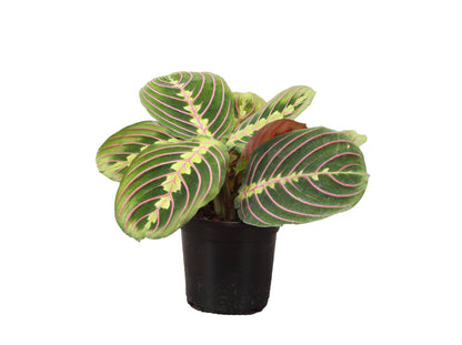 Red Prayer Plant - Live Plant: