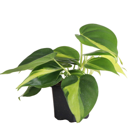 Brazil Philodendron - Live Plant