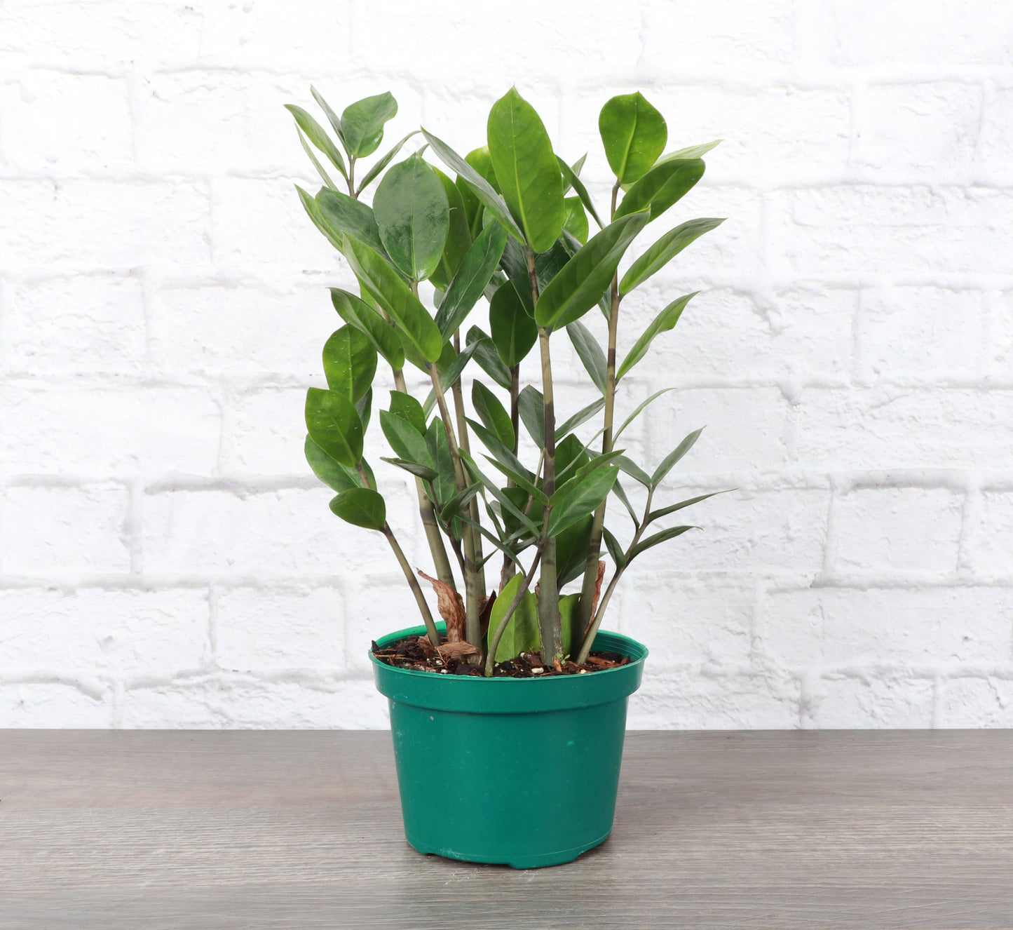 ZZ Plant - Live Plant: