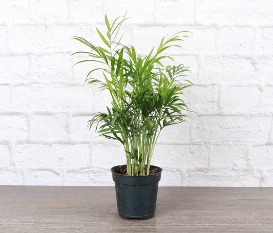 Neanthe Bella Palm, Parlor Palm