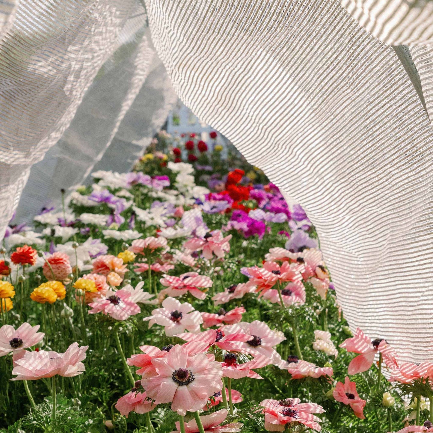 Greenhouse Aluminum White Shade Cloth- 50% - Midwest Grow LLC