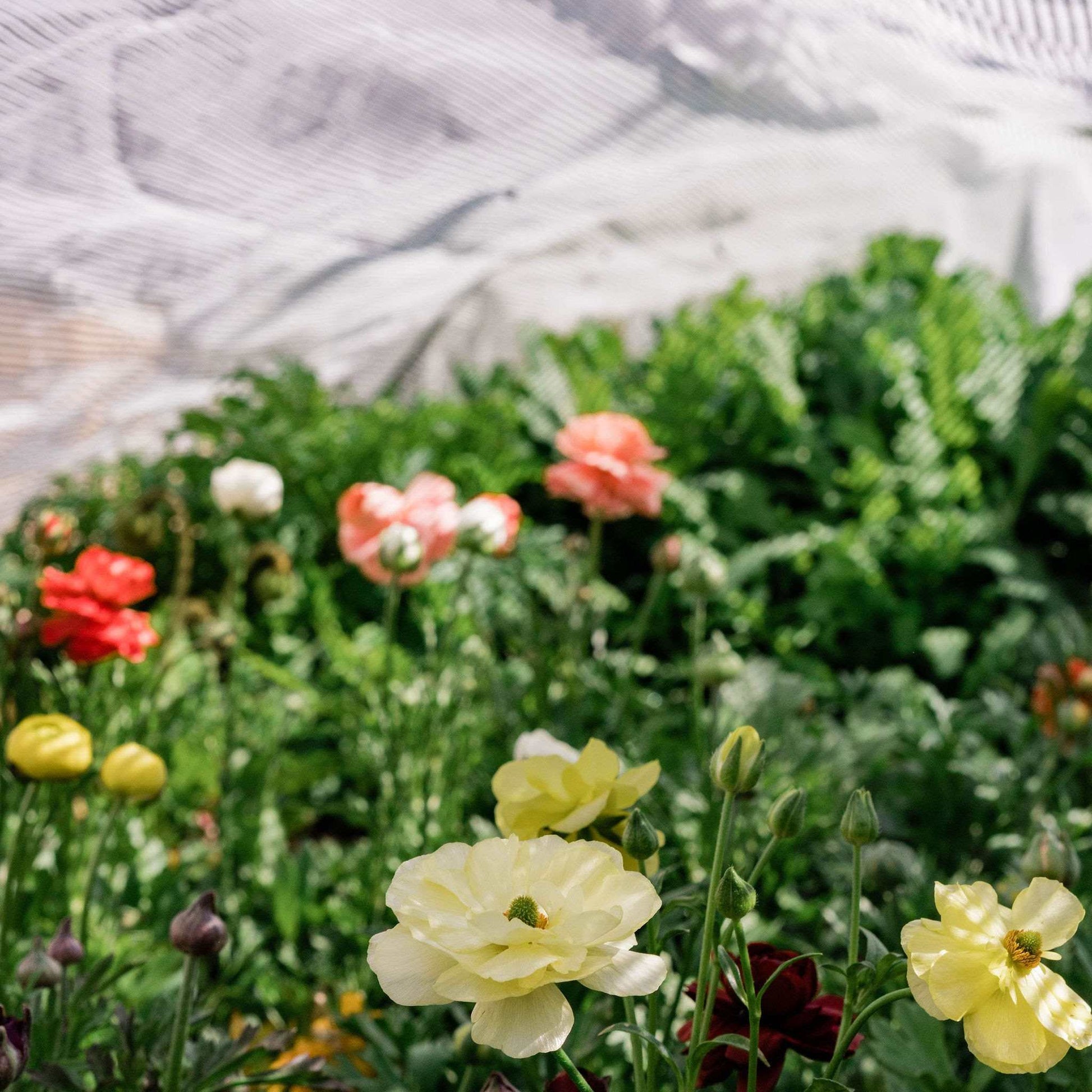 Greenhouse Aluminum White Shade Cloth- 50% - Midwest Grow LLC