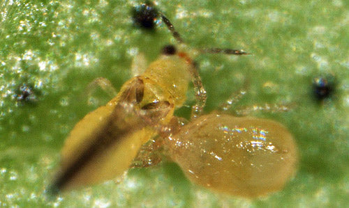 Amblyseius swirskii - Control - Whitefly, Thrips, Broad Mites