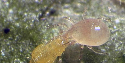Amblyseius swirskii - Control - Whitefly, Thrips, Broad Mites