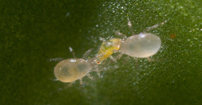 Amblyseius swirskii - Control - Whitefly, Thrips, Broad Mites