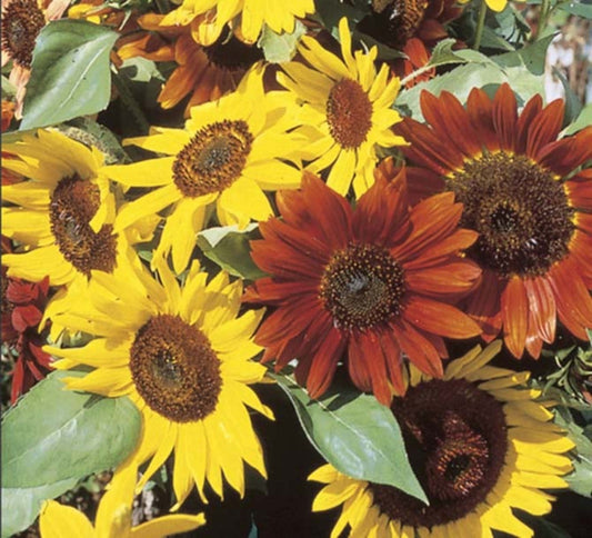 Autumn Beauty Sunflower Seeds