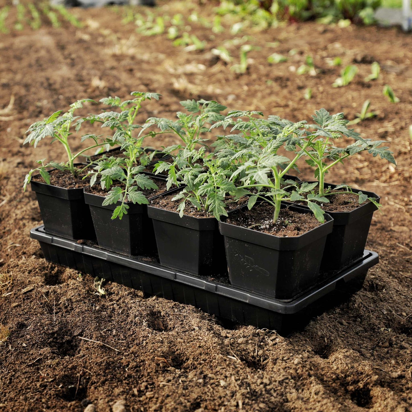 5" Nursery Pots with Insert Tray - Midwest Grow LLC