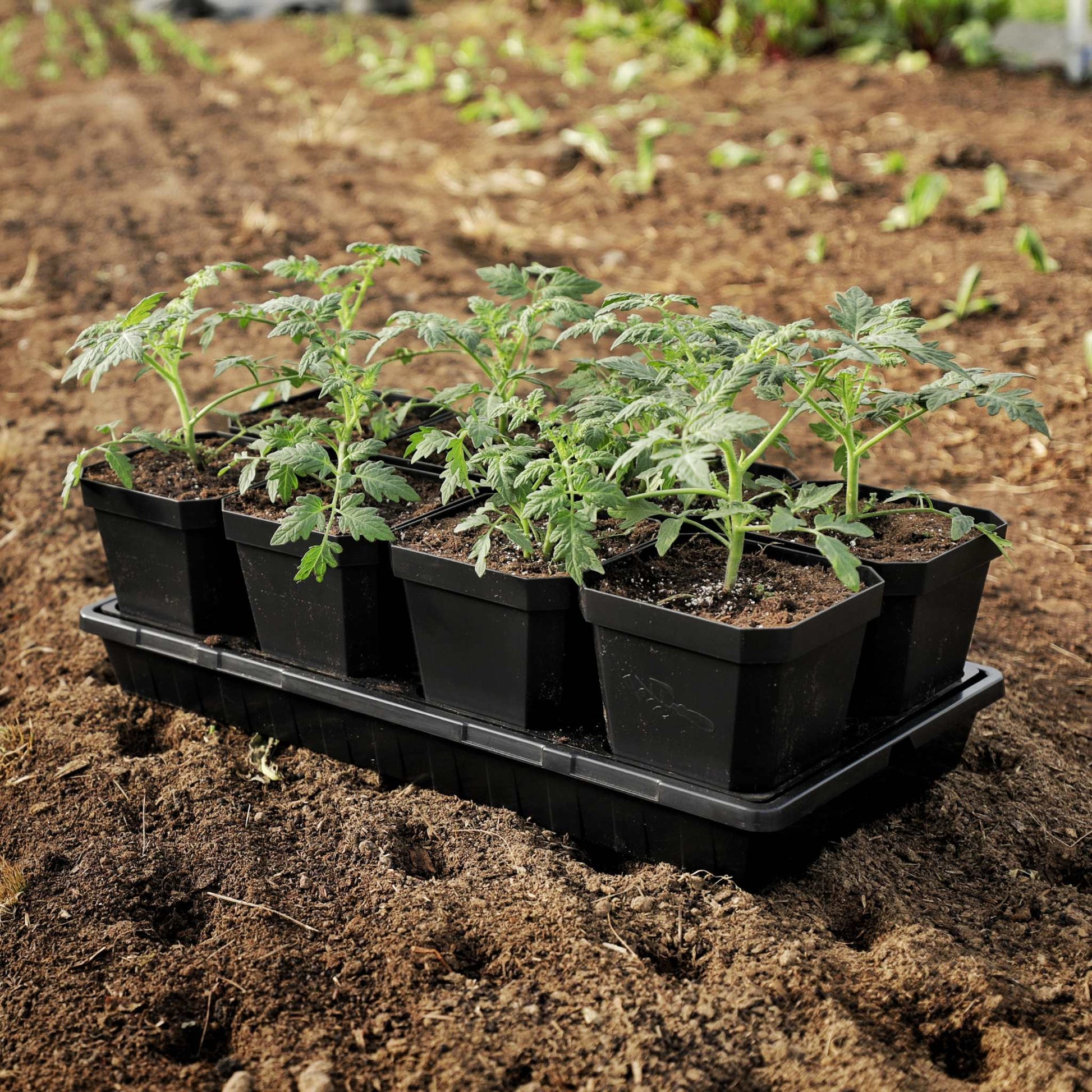 5" Nursery Pots with Insert Tray - Midwest Grow LLC